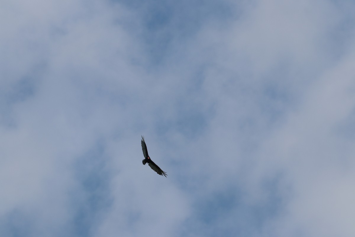 Turkey Vulture - ML345712691