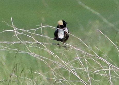 bobolink americký - ML345713991