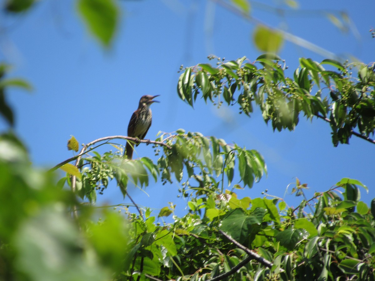 Brown Thrasher - ML345716541