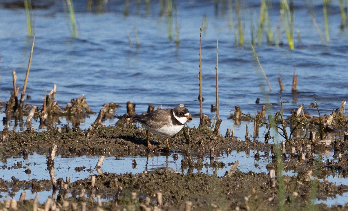 Semipalmated Plover - ML345717021