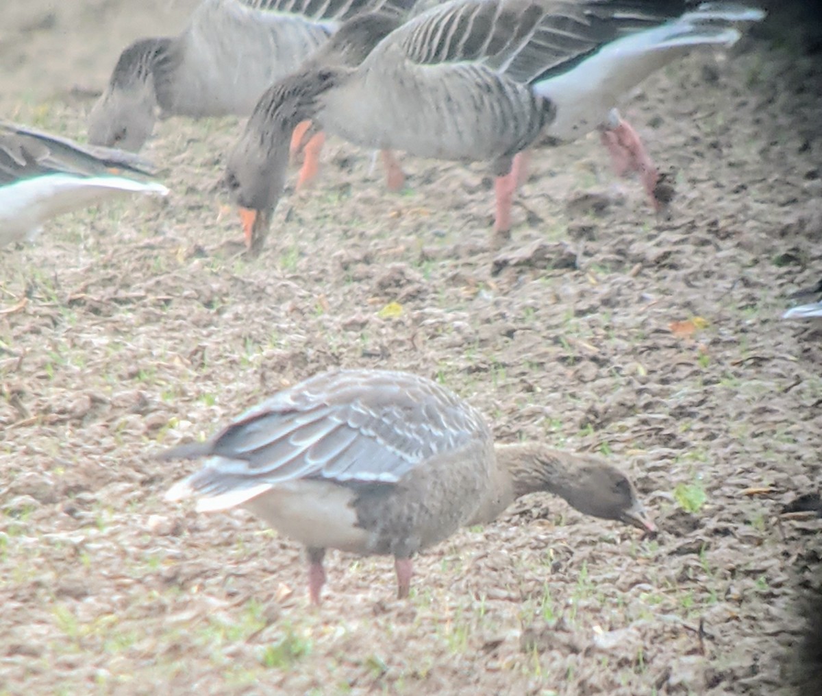 Pink-footed Goose - ML345717711