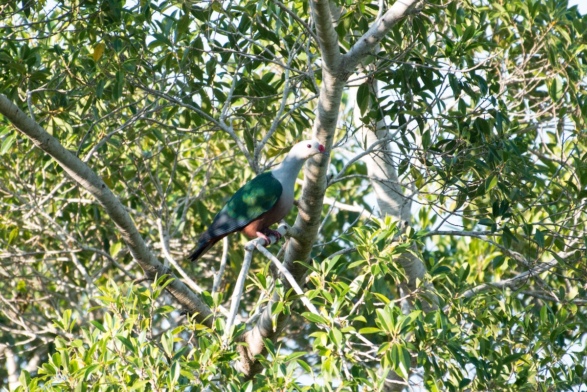 Red-knobbed Imperial-Pigeon - John C. Mittermeier