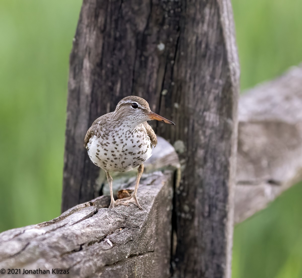 Spotted Sandpiper - ML345719351