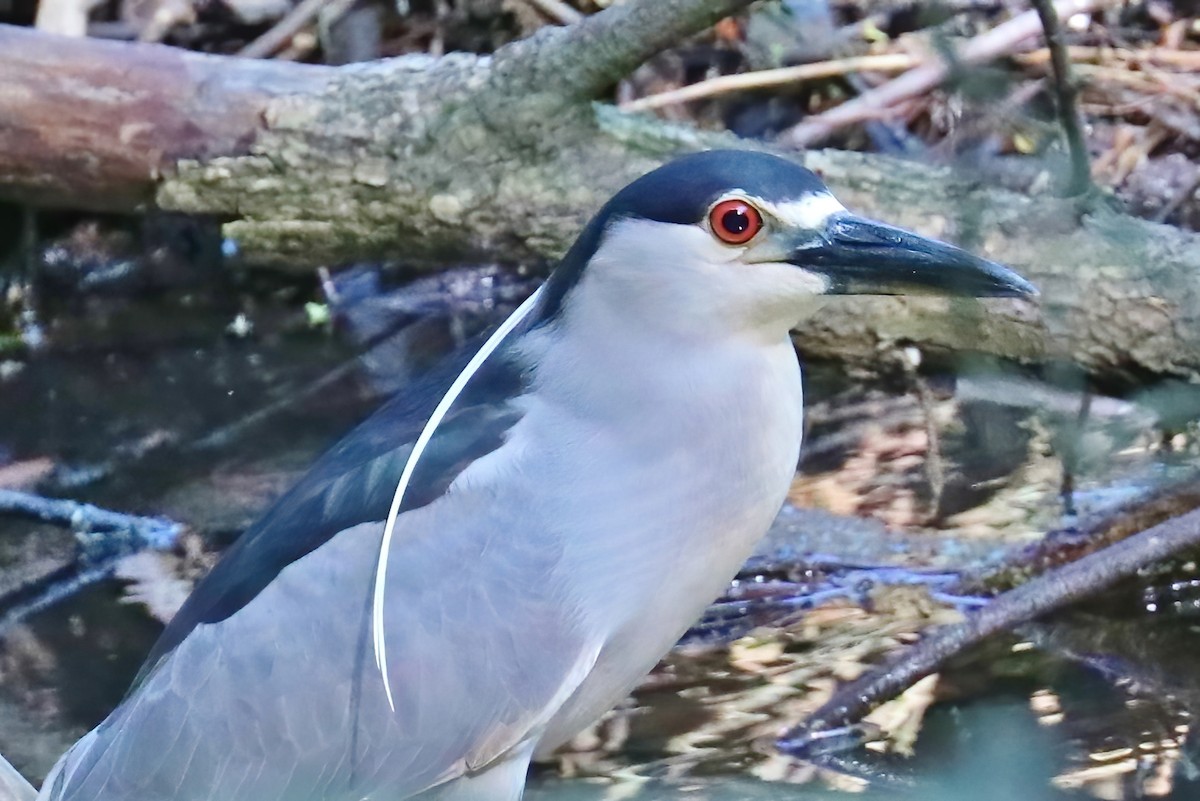 Black-crowned Night Heron - ML345721271