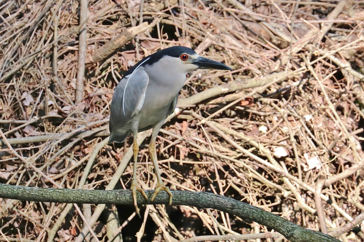 Black-crowned Night Heron - ML345721321