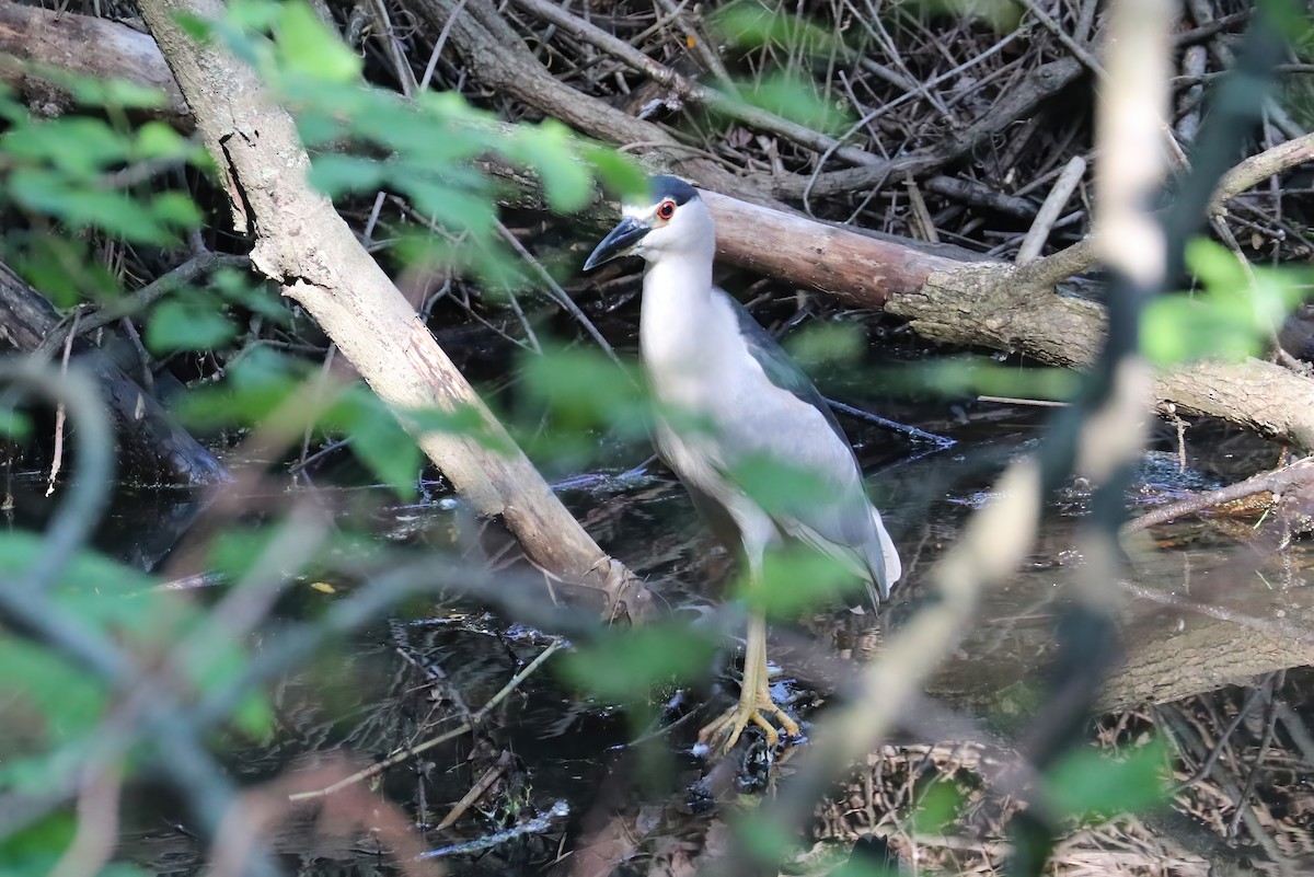 Black-crowned Night Heron - ML345721351