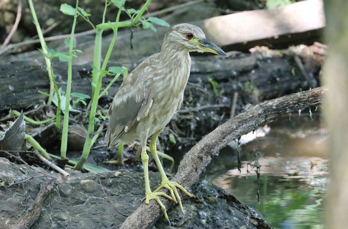 Black-crowned Night Heron - ML345721561