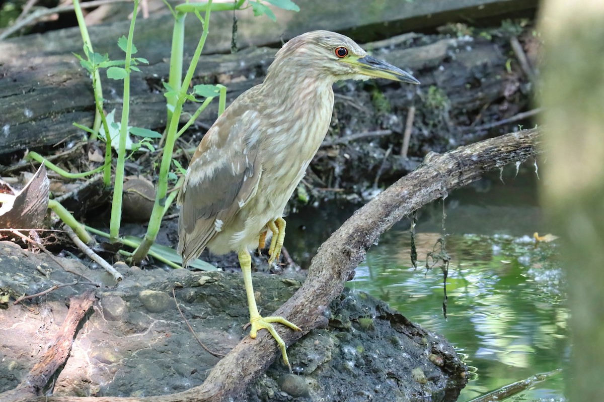 Black-crowned Night Heron - ML345721571