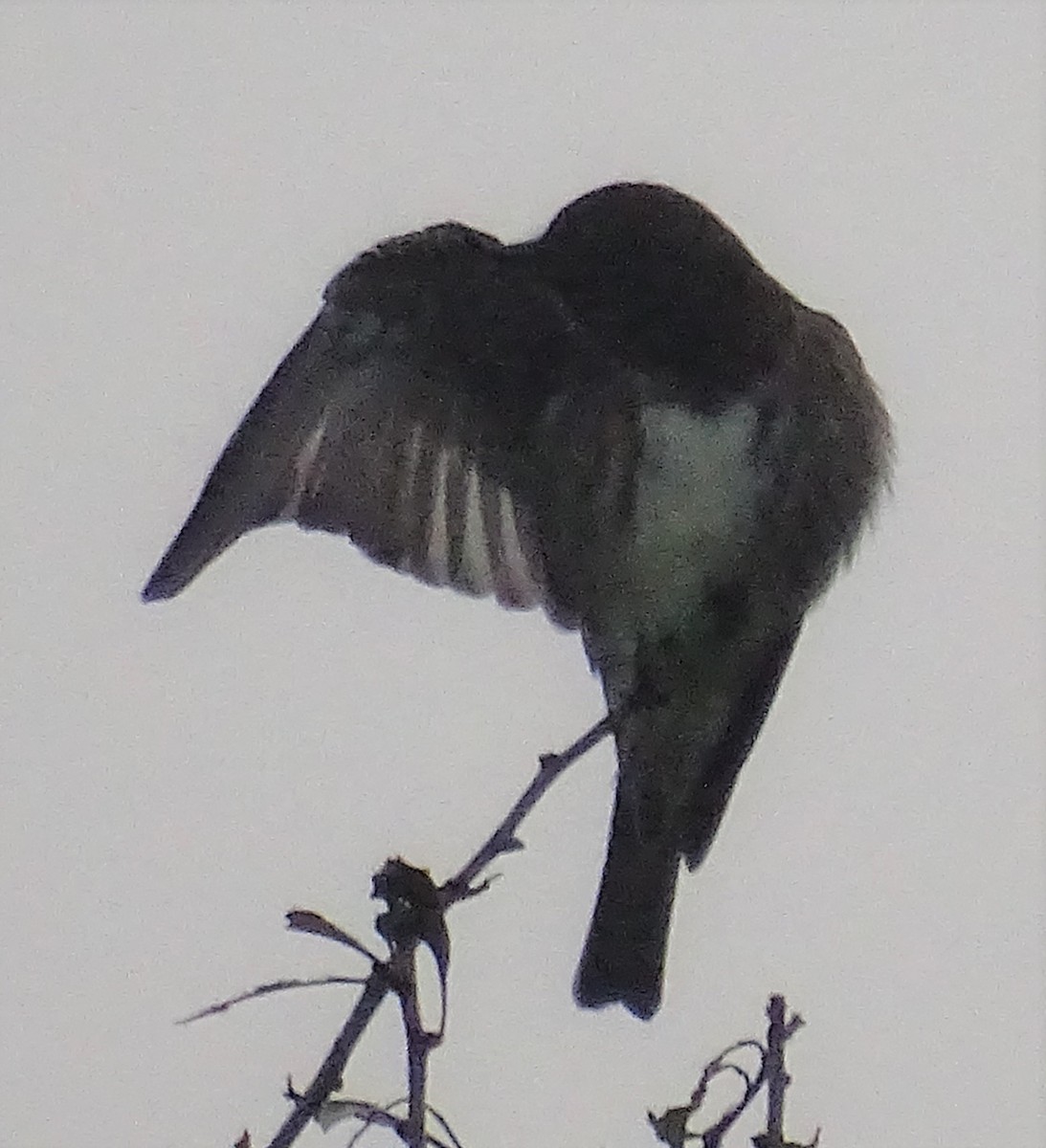 Olive-sided Flycatcher - ML345723541