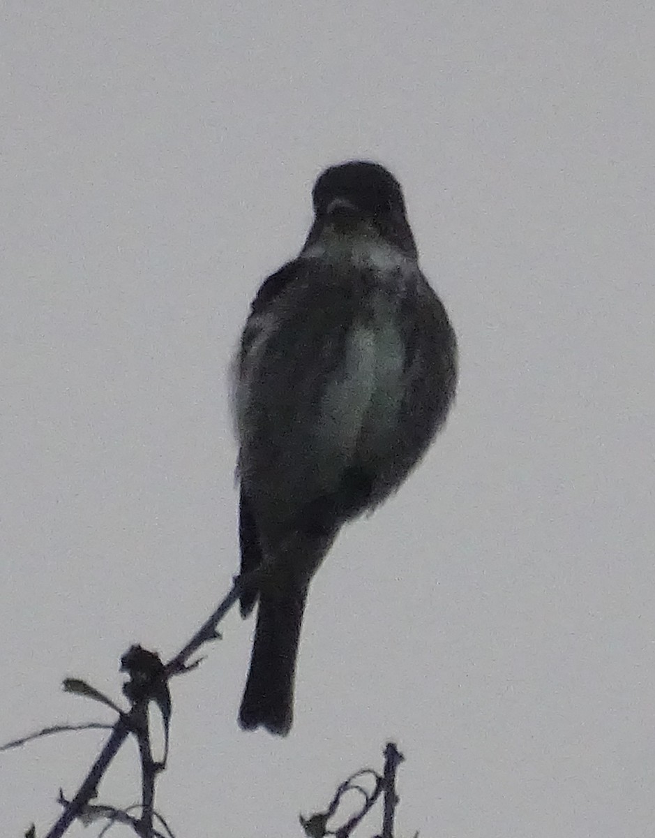 Olive-sided Flycatcher - ML345723561