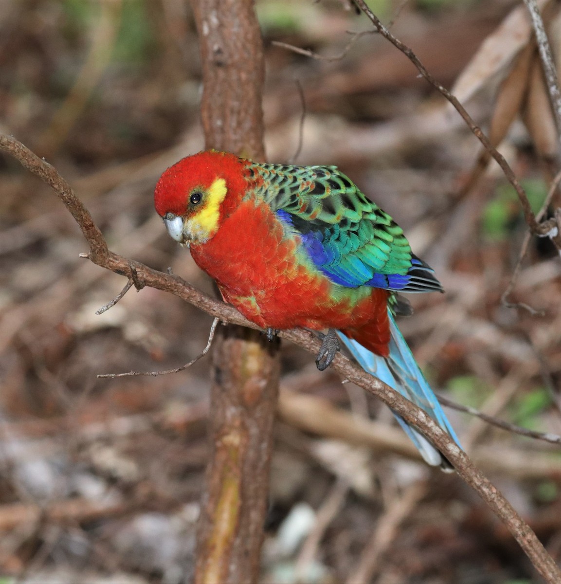 Western Rosella - David Ekdahl