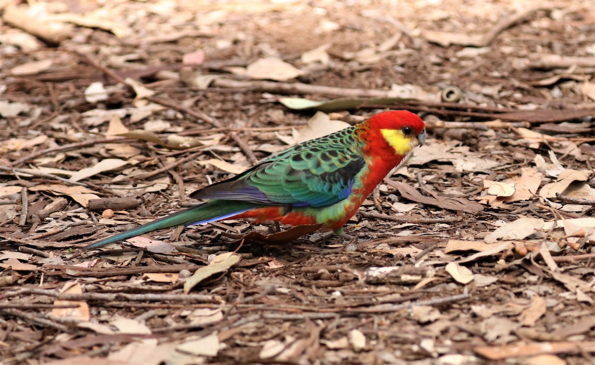 Western Rosella - David Ekdahl