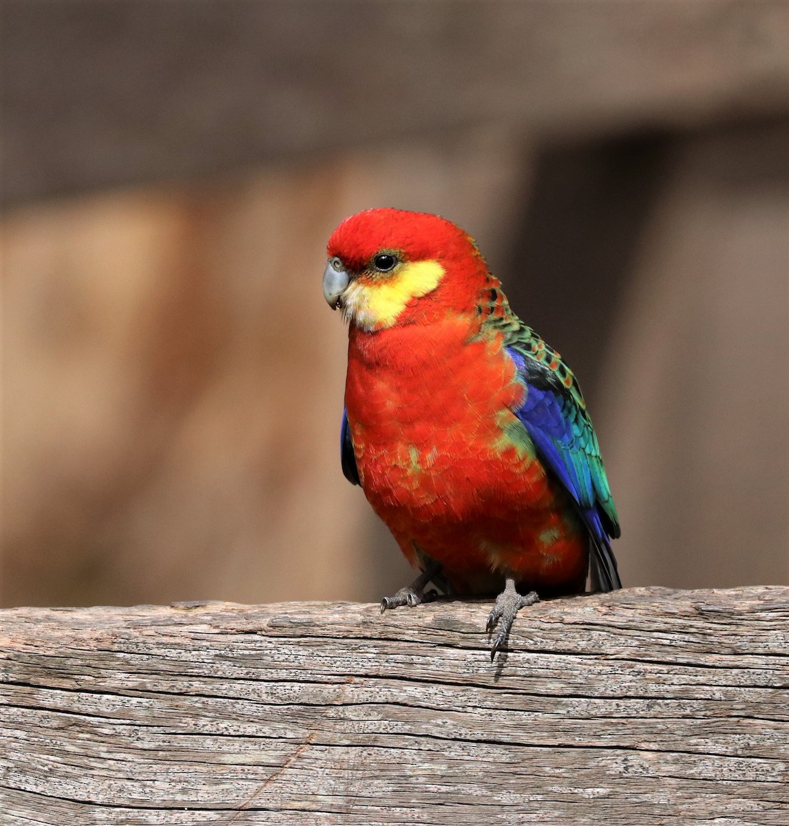 Perico Carigualdo - ML345723721