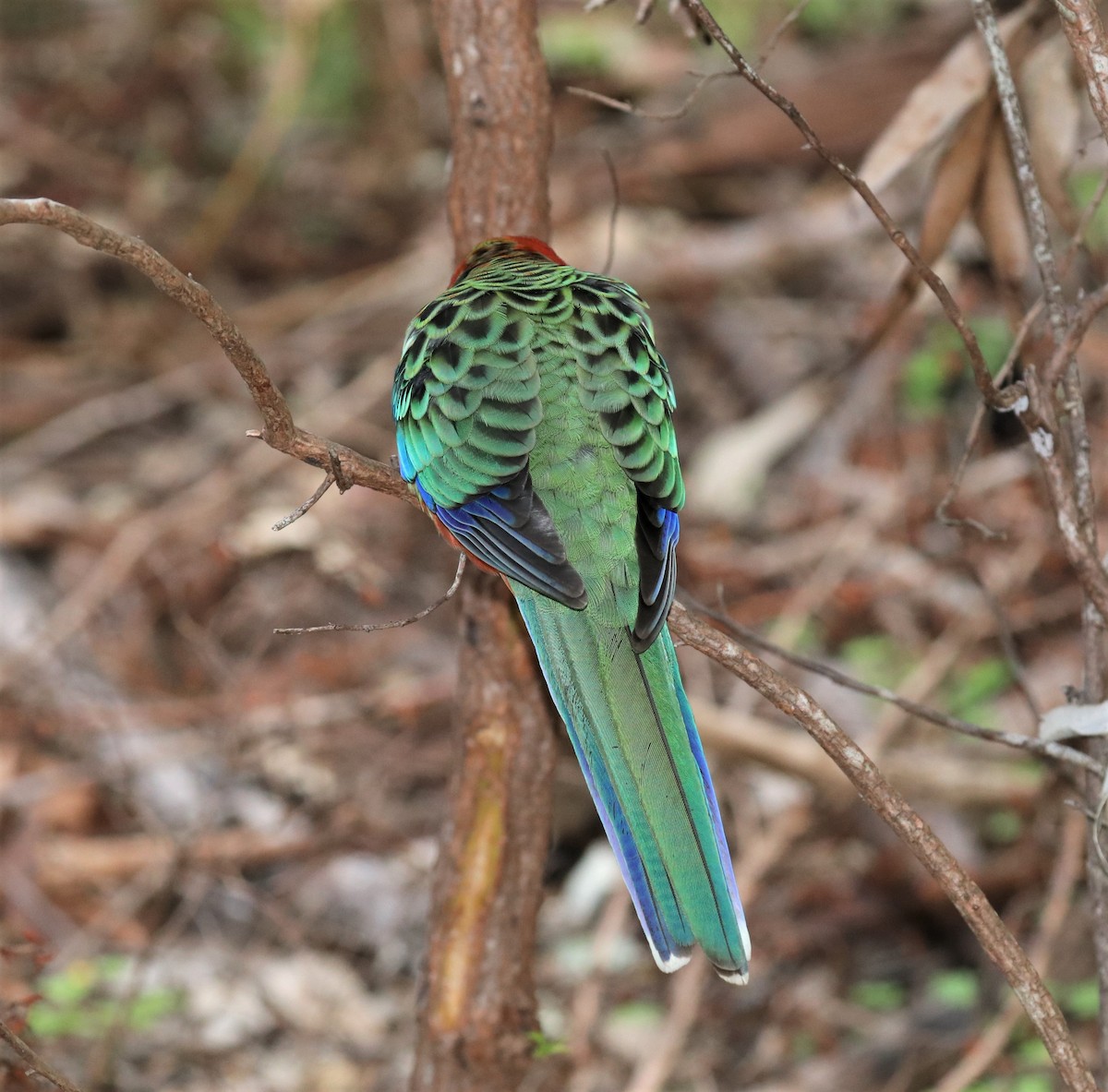 Western Rosella - David Ekdahl