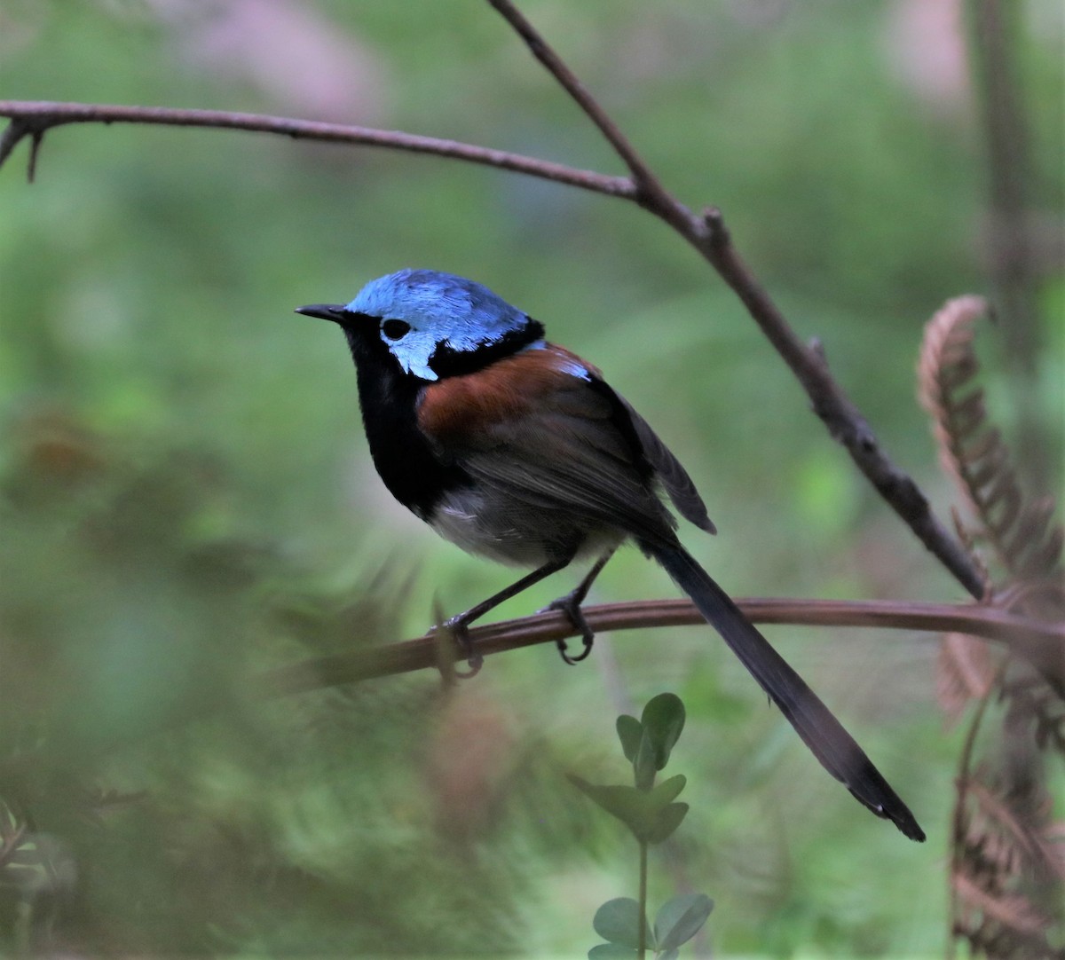 Red-winged Fairywren - ML345723871