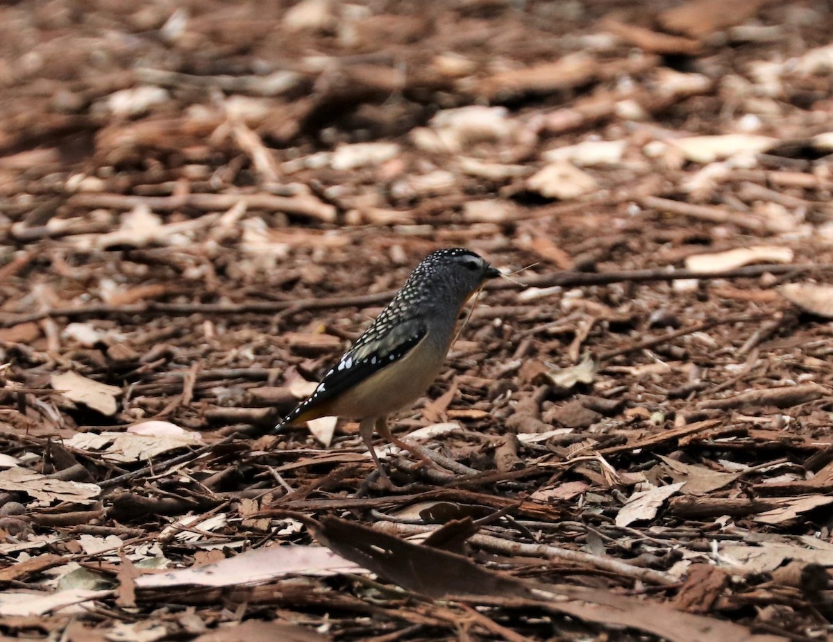 Fleckenpanthervogel - ML345724001