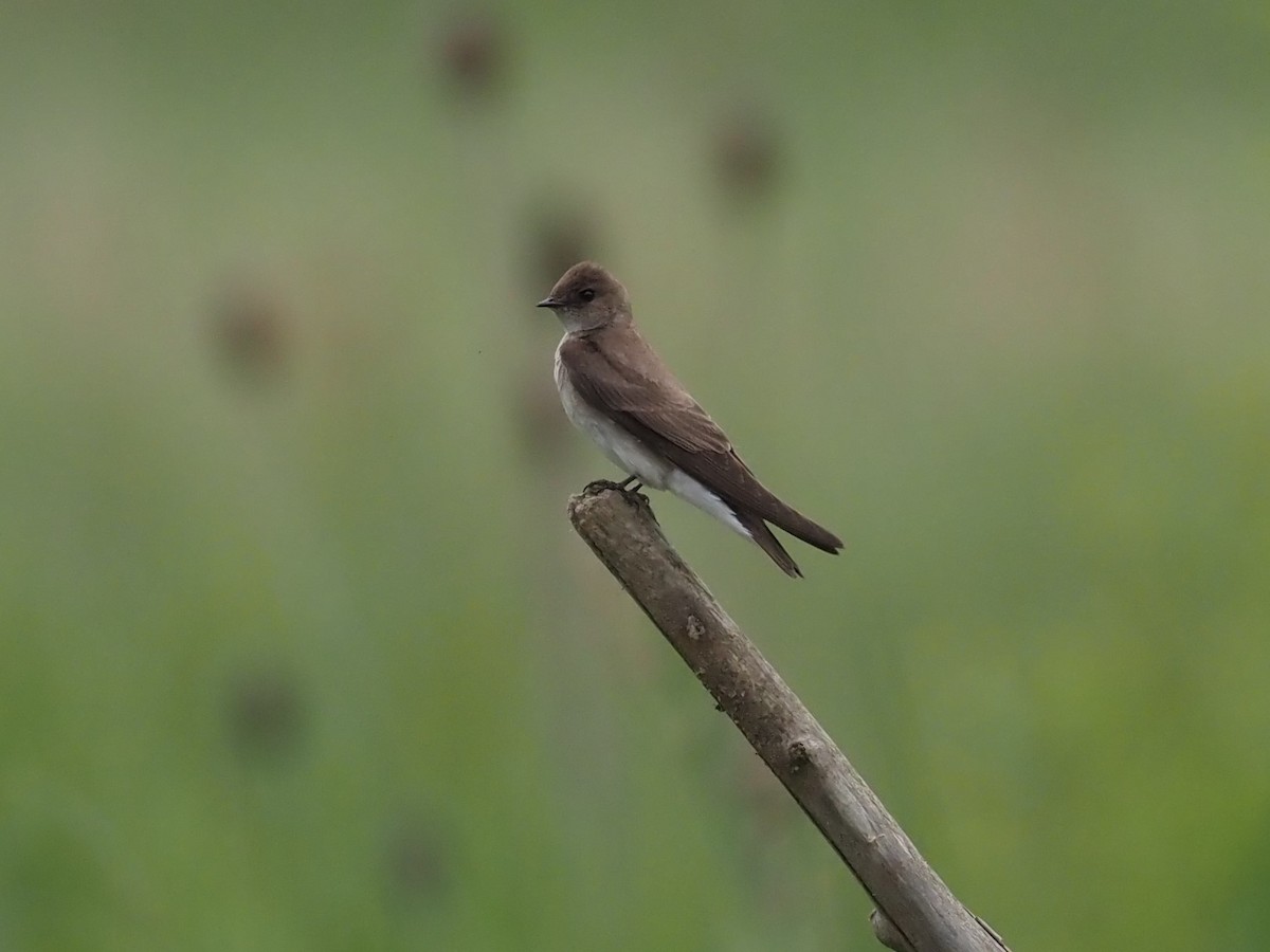 Golondrina Aserrada - ML345724011