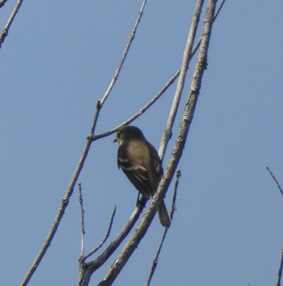 Alder Flycatcher - ML345724671