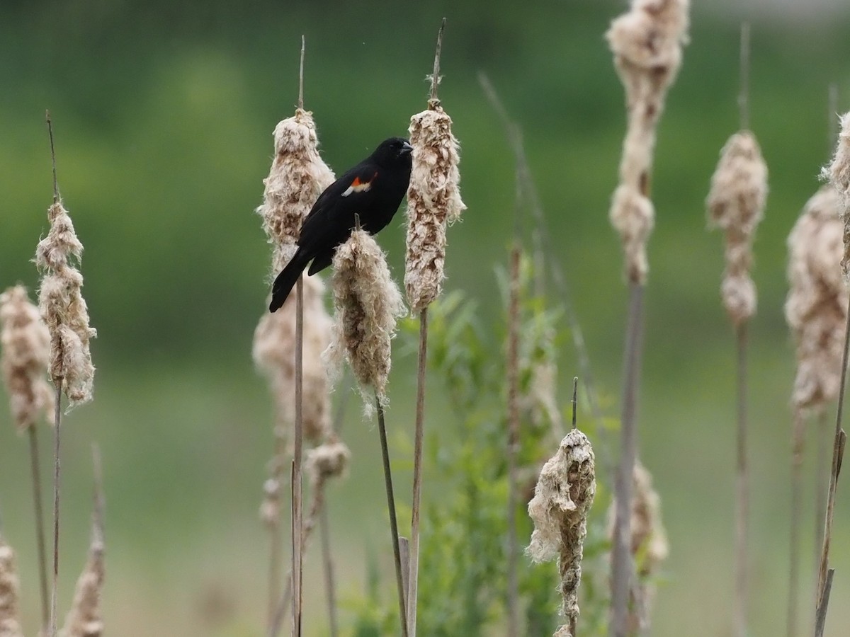 Red-winged Blackbird - ML345724861