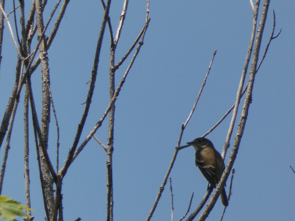 Alder Flycatcher - ML345724971