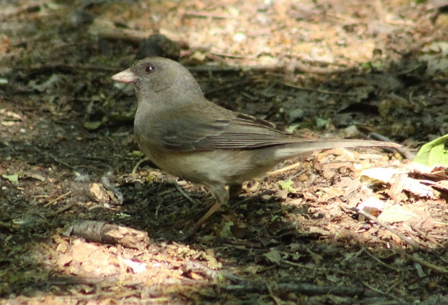 Dark-eyed Junco - ML345727241