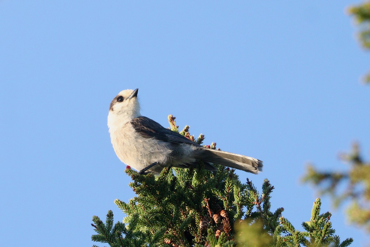 Canada Jay - ML345727761