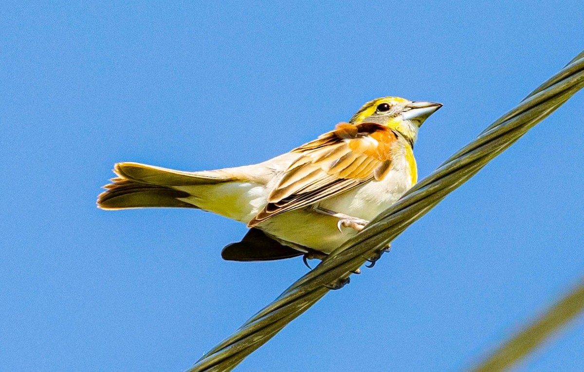 Dickcissel - Robert Bochenek