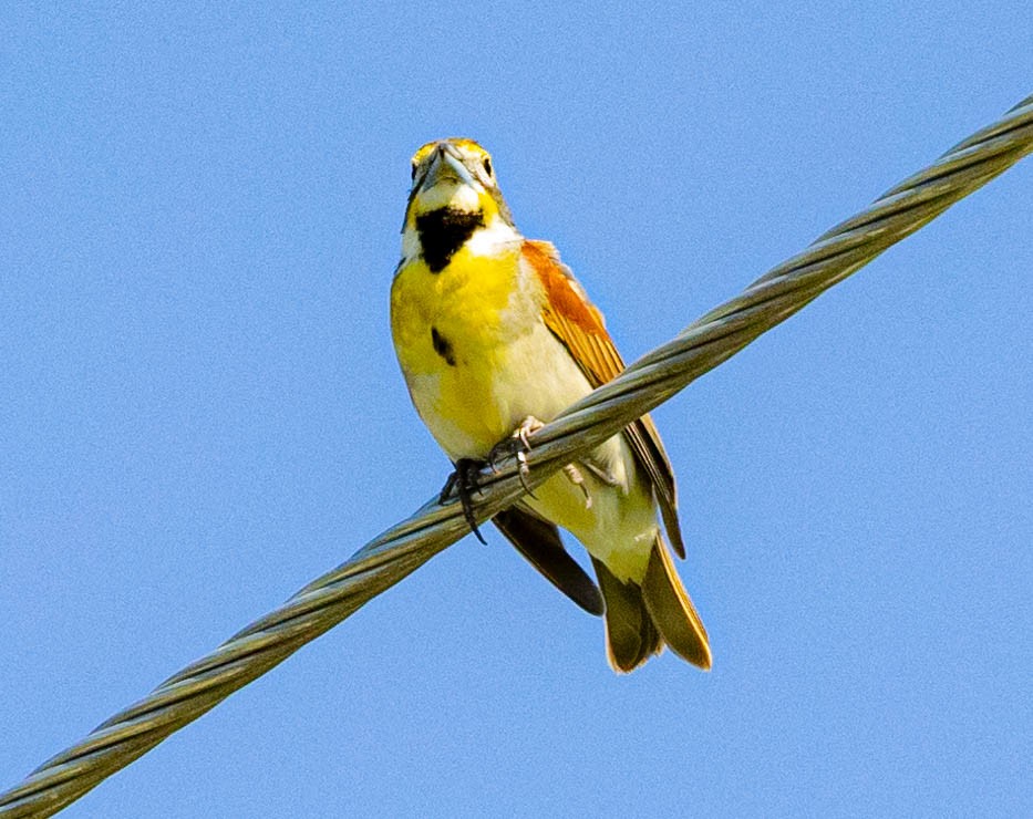 Dickcissel - Robert Bochenek