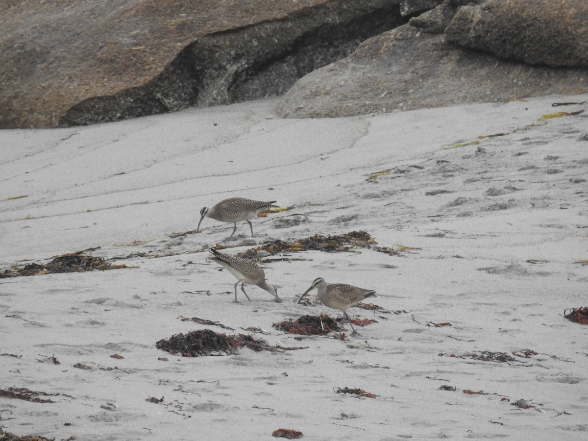 Whimbrel (Hudsonian) - Diane LeBlanc