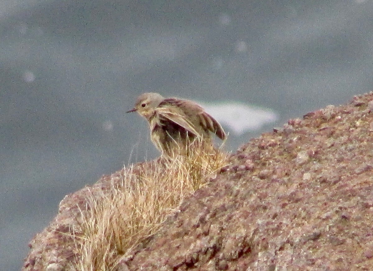 American Pipit - ML345728341