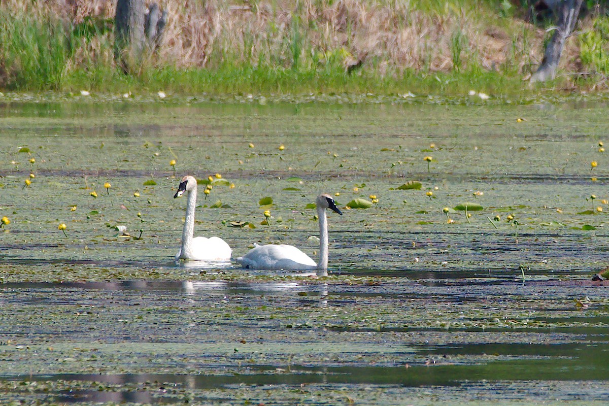 Trumpeter Swan - ML345728631