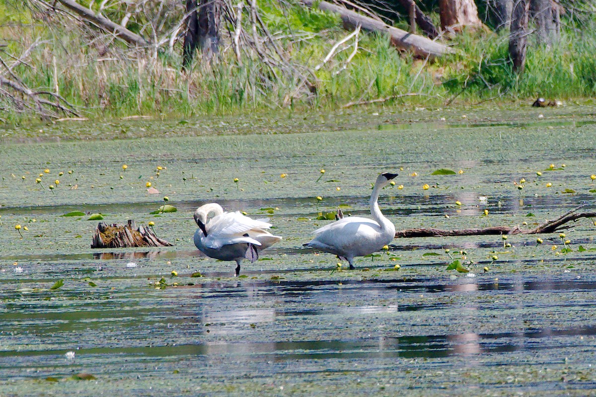 Trumpeter Swan - ML345728651