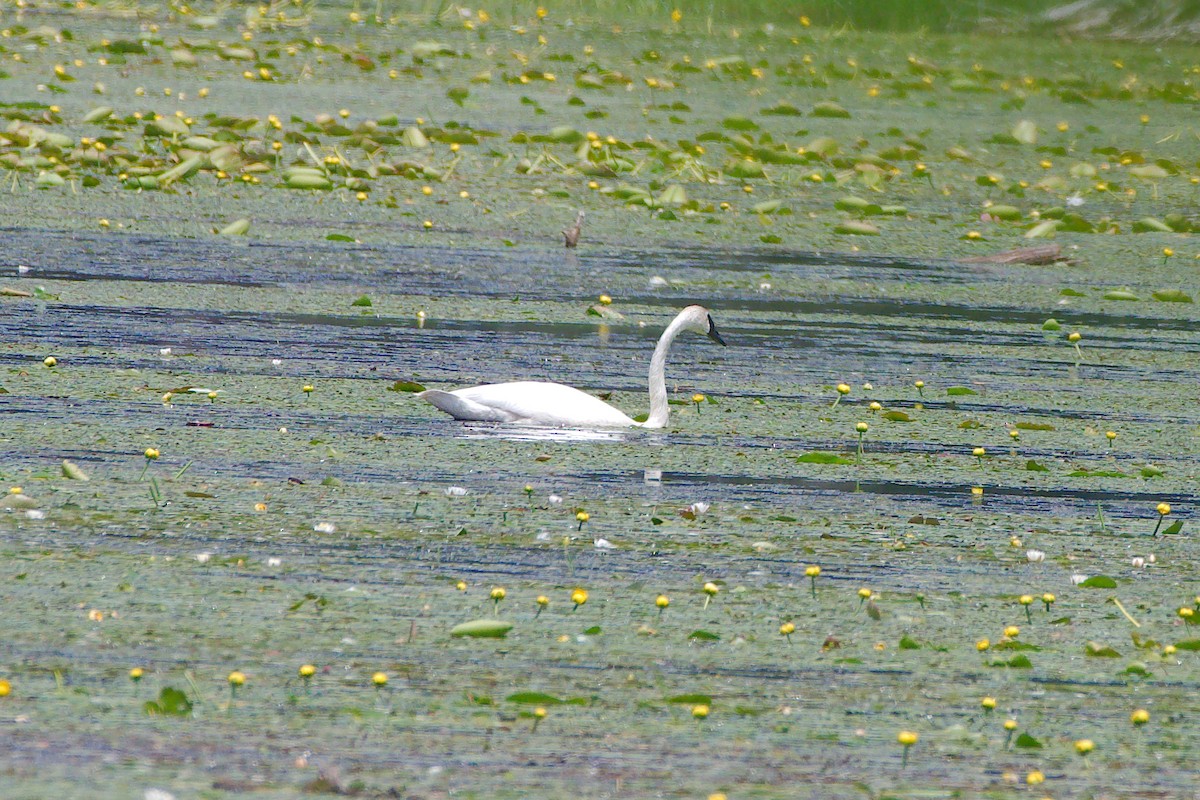 Trumpeter Swan - ML345728681
