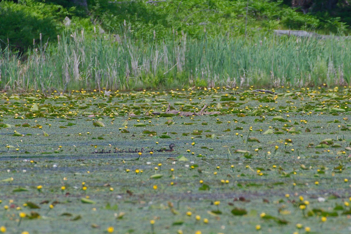 Wood Duck - ML345728781