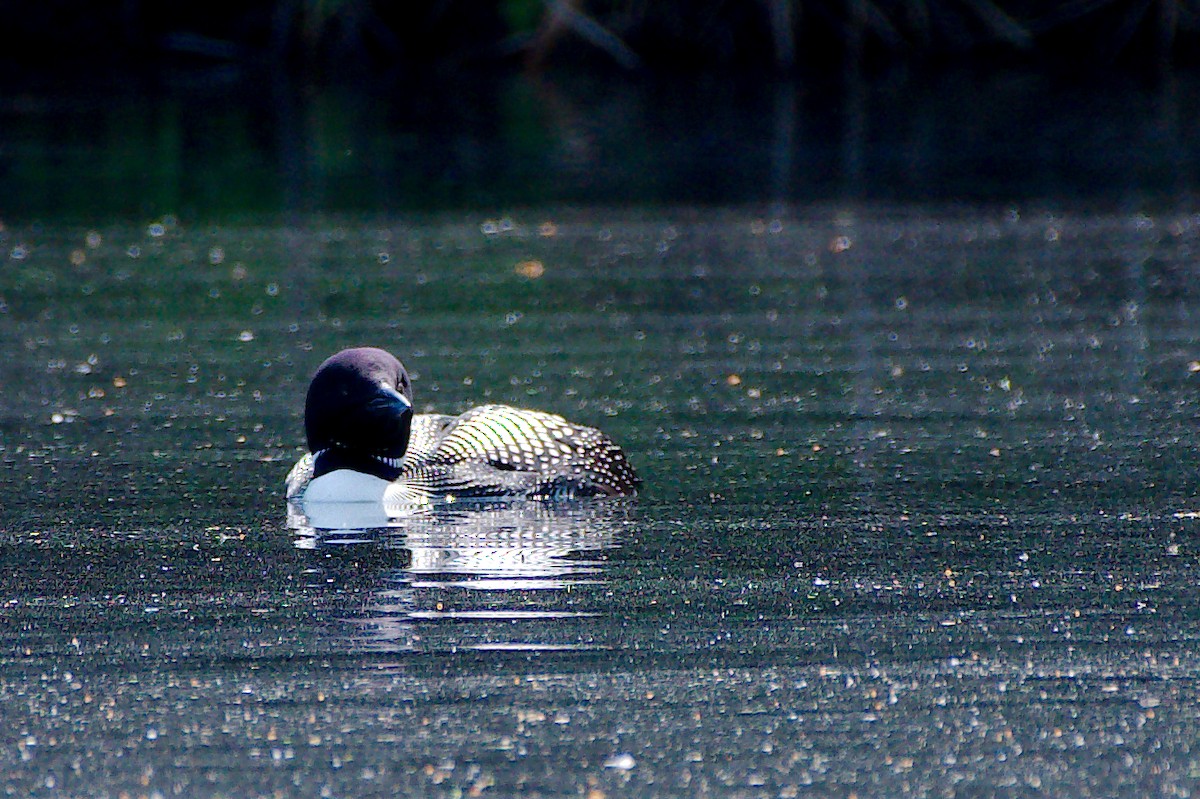 Common Loon - ML345729031