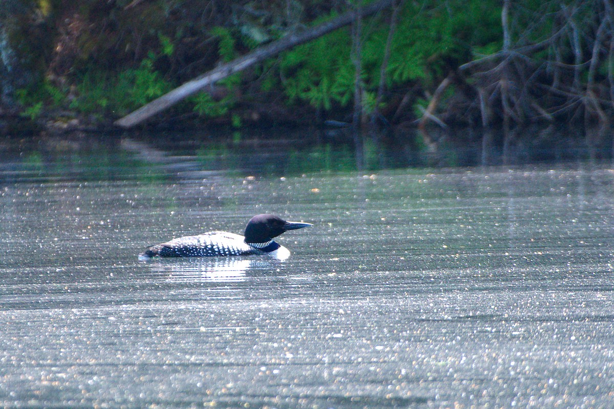 Common Loon - ML345729221