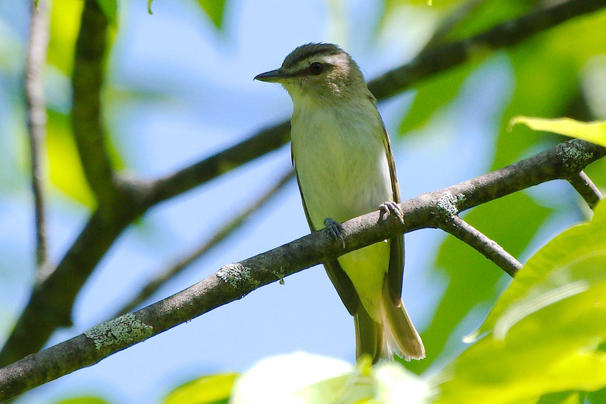Red-eyed Vireo - ML345729701