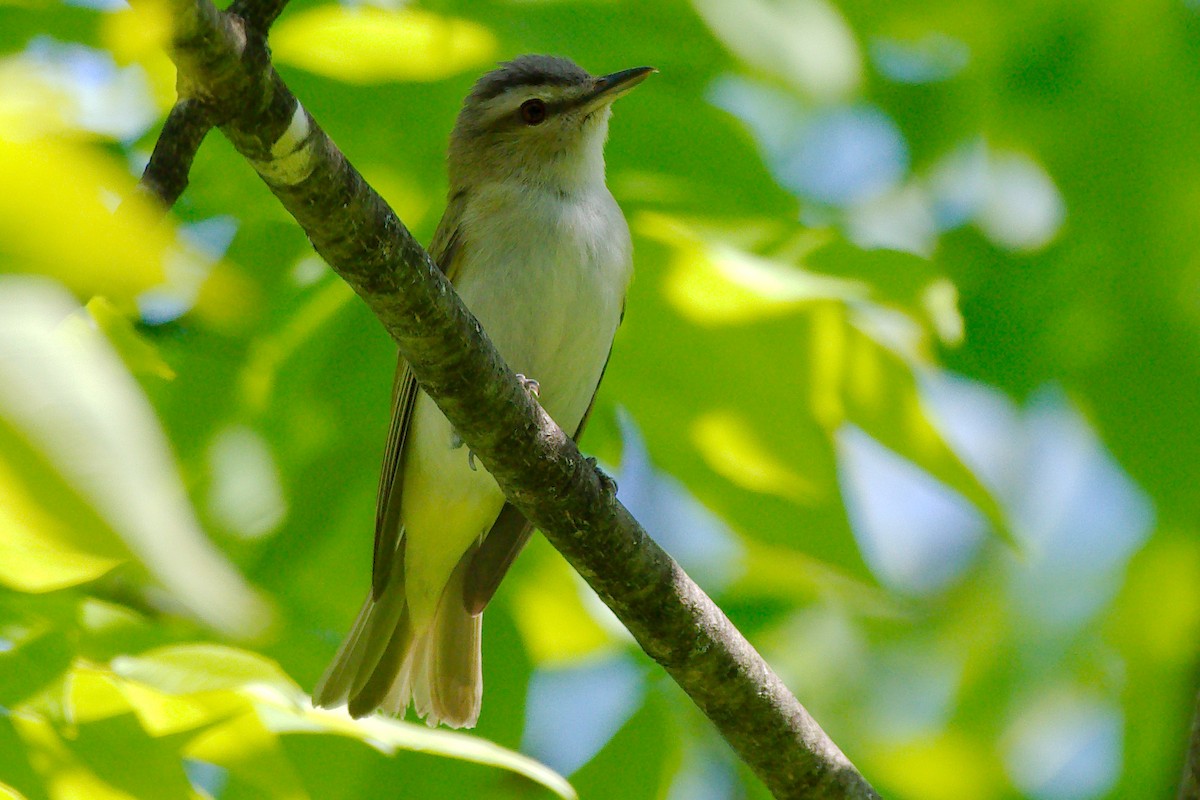 Red-eyed Vireo - ML345729731