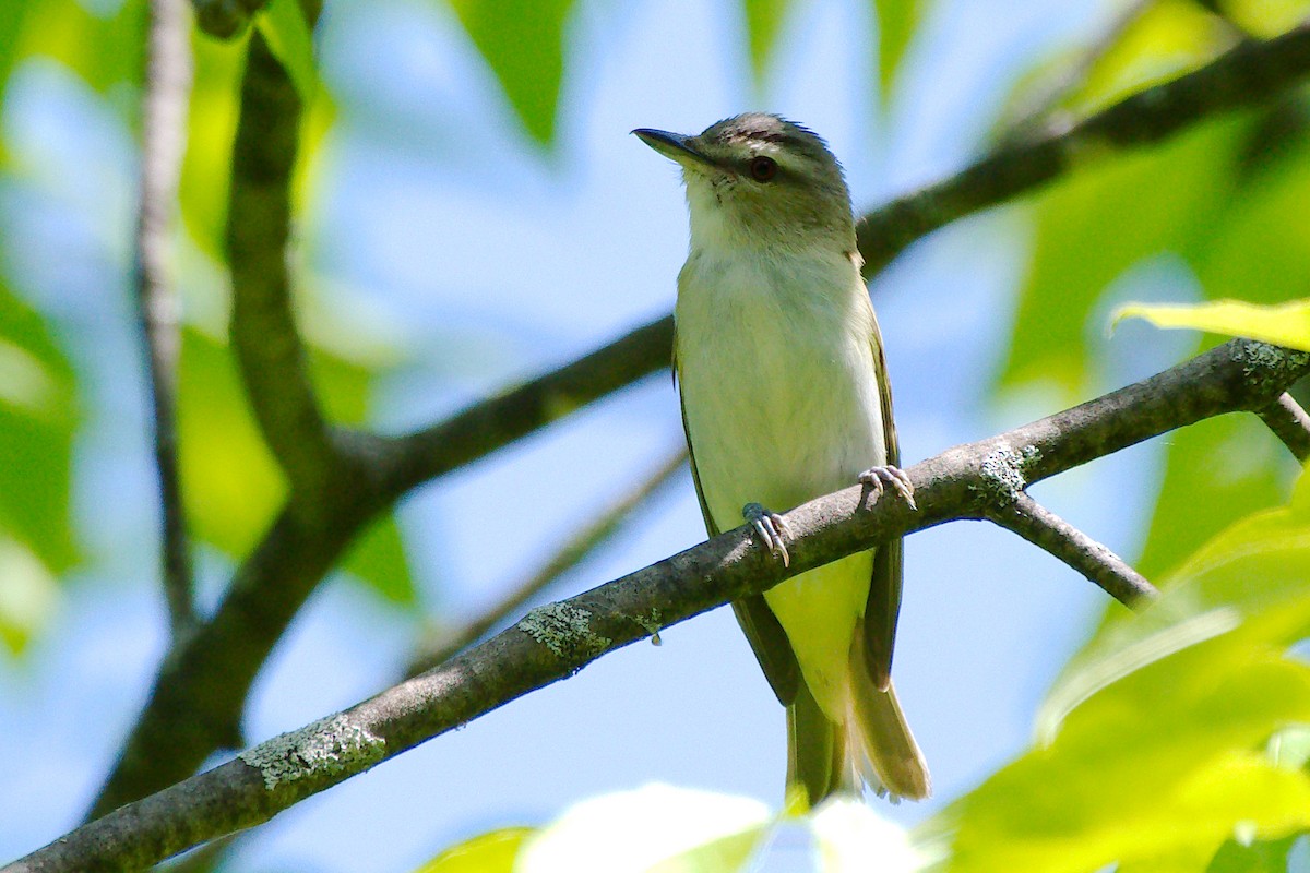 Red-eyed Vireo - ML345729751