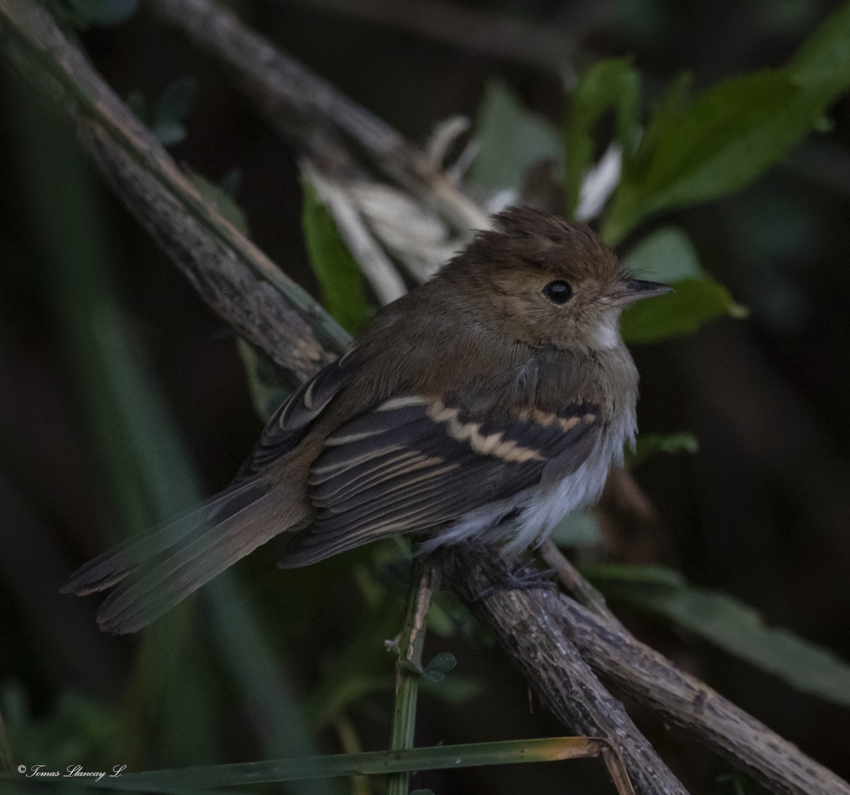 Euler's Flycatcher - ML345731361