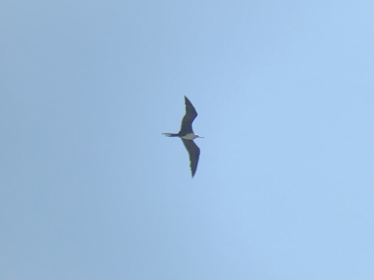 Magnificent Frigatebird - ML345731381