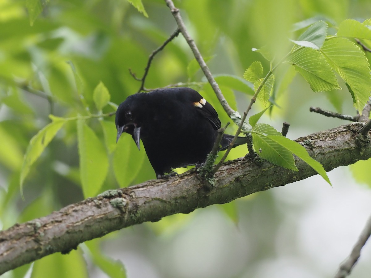 Red-winged Blackbird - ML345731781