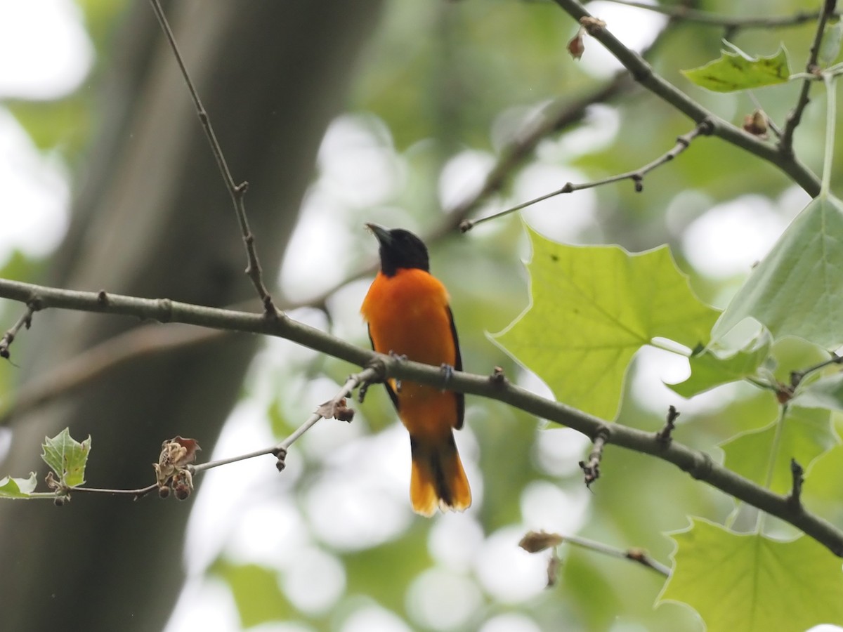 Baltimore Oriole - ML345731831