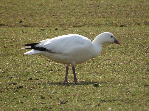 Snow x Ross's Goose (hybrid) - ML34573341