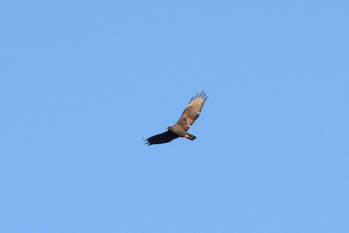 Zone-tailed Hawk - ML345735881