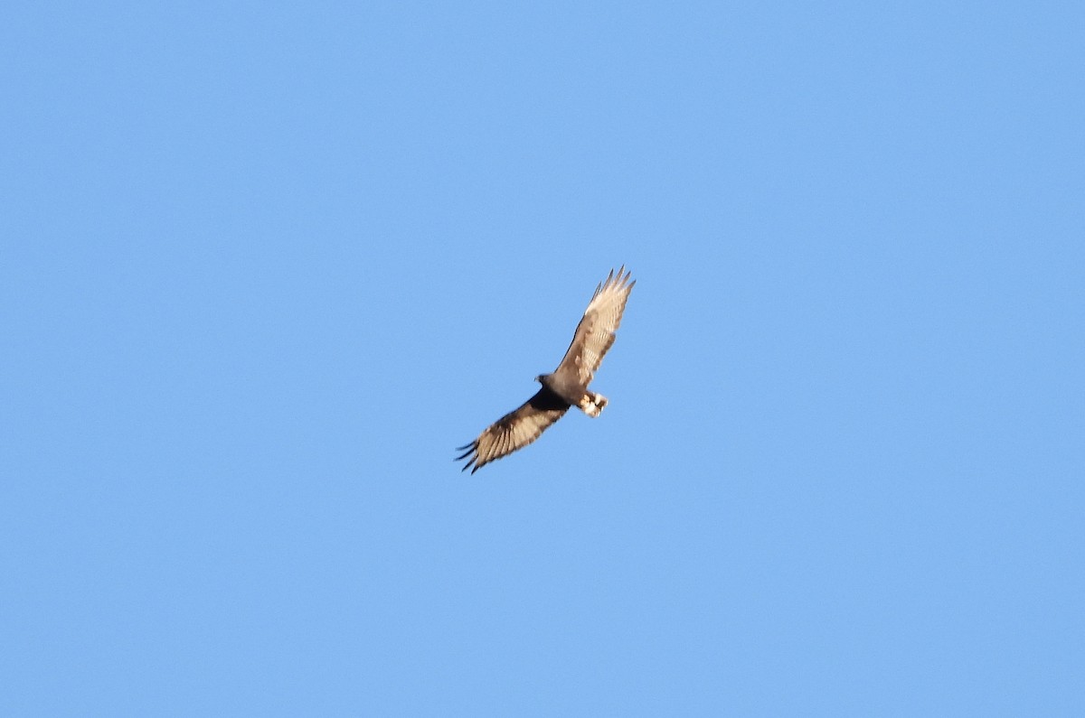 Zone-tailed Hawk - ML345735901