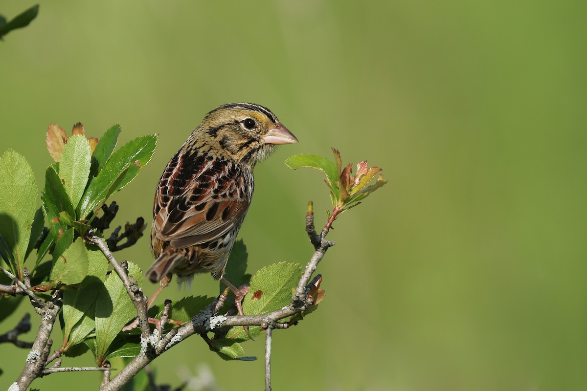 Henslow's Sparrow - ML345736531