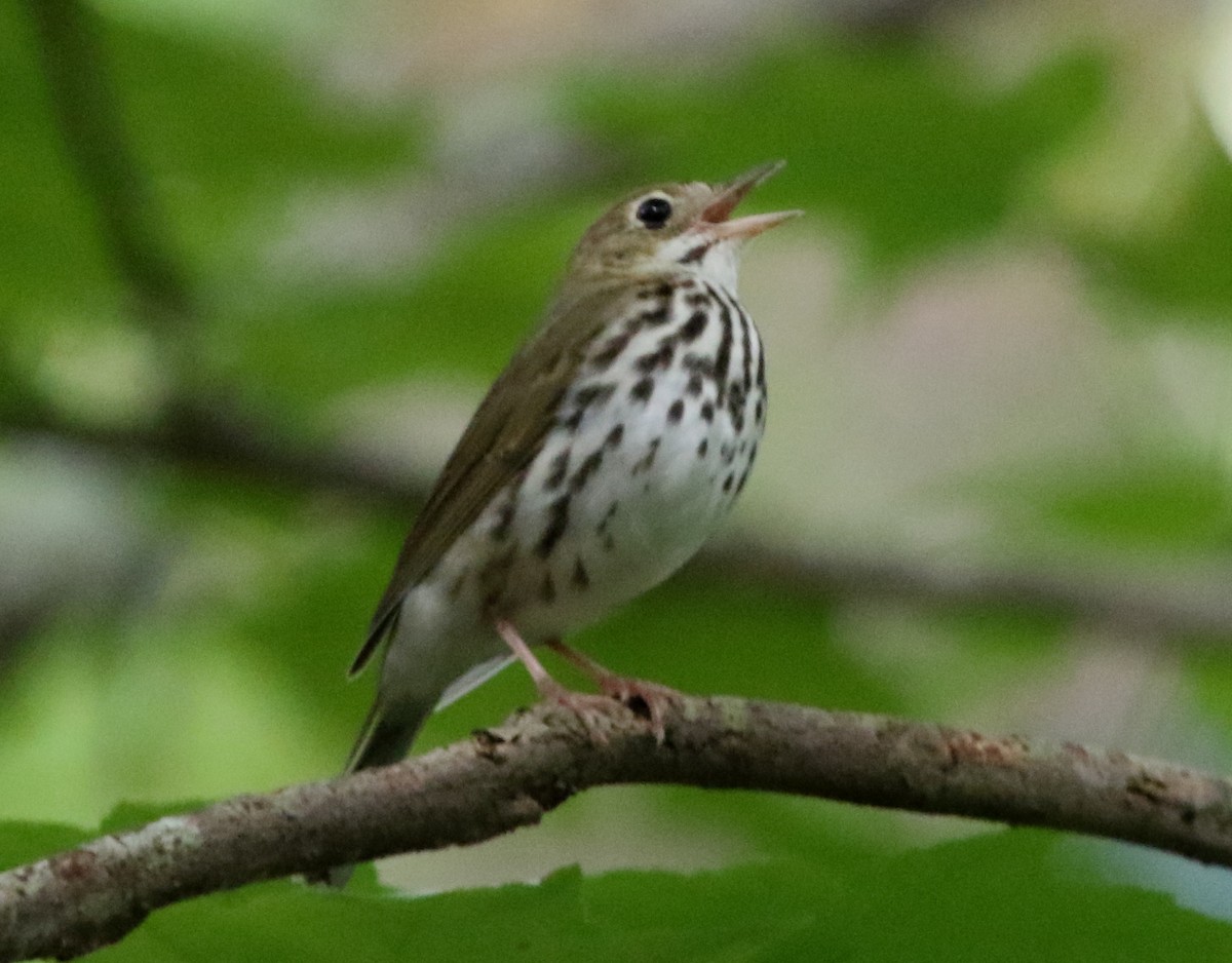 Ovenbird - ML345736541