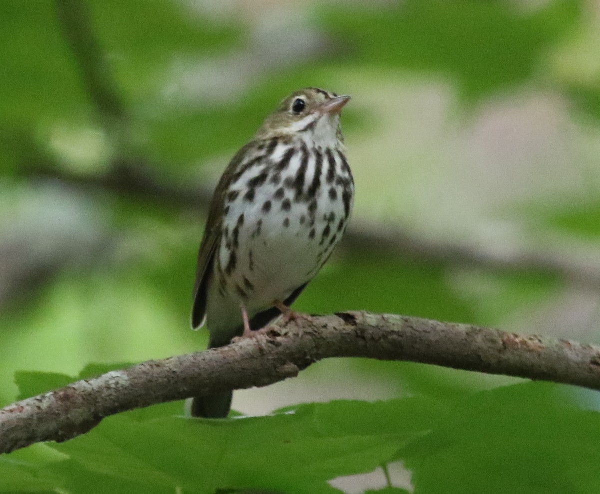 Ovenbird - ML345736551