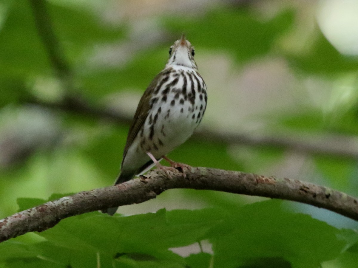 Ovenbird - ML345736571